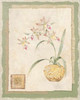 Orchid II Poster Print by Pamela Gladding - Item # VARPDXGLA147