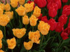 Tulips Poster Print by Ike Leahy - Item # VARPDXPSLHY312