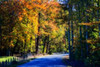 Twisting Autumn Road II Poster Print by Alan Hausenflock - Item # VARPDXPSHSF2193