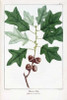 Bears Oak Poster Print by Francois A. Michaux - Item # VARPDXFAM02