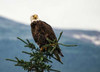 Bald Eagle I Poster Print by Stan Hellmann - Item # VARPDXPSHEL150