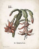 Cacti II Poster Print by Gwendolyn Babbitt - Item # VARPDXBAB446