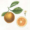 Classic Citrus IV Poster Print by Sue Schlabach - Item # VARPDX32042HR