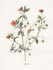 Pimpernel Poster Print by Gwendolyn Babbitt - Item # VARPDXBAB435