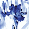 Blue Ice Iris Poster Print by Kelly Donovan - Item # VARPDX17733