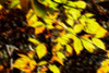 Autumn Impressions VII Poster Print by Alan Hausenflock - Item # VARPDXPSHSF2188