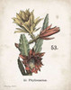 Cacti I Poster Print by Gwendolyn Babbitt - Item # VARPDXBAB445