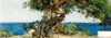 Algarrobo Poster Print by Joaquin Sorolla y Bastida - Item # VARPDX4AA2144