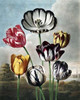 Tulips Poster Print by Dr R Thornton - Item # VARPDXDRT17