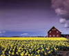 Barn in Daffodils Poster Print by Ike Leahy - Item # VARPDXPSLHY309