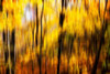 Autumn Impressions I Poster Print by Alan Hausenflock - Item # VARPDXPSHSF2182