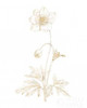 Gilded Botanical II Poster Print by Wild Apple Portfolio - Item # VARPDX31860