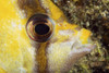 Milletseed Butterflyfish (Chaetodon Miliaris) Close-Up Eye Detail PosterPrint - Item # VARDPI2001934