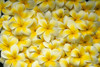 Background Of Yellow And White Plumeria Flowers B1590 PosterPrint - Item # VARDPI1998898