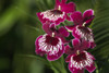Close-Up Of Bright Purple And White Orchid PosterPrint - Item # VARDPI1991299