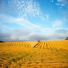 Combine Harvesting A Wheat Field PosterPrint - Item # VARDPI1816409