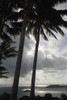 Palm Trees Silhouetted Against Dark Cloudy Sky PosterPrint - Item # VARDPI1879802