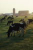 Dairy Cattle Grazing PosterPrint - Item # VARDPI1787627