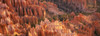 Orange Rock Formations And Trees At Bryce Canyon PosterPrint - Item # VARDPI1884597