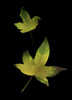 Two Autumn Leaves PosterPrint - Item # VARDPI1829440