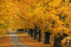 Trees In Autumn PosterPrint - Item # VARDPI1789550