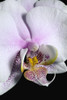 Orchid PosterPrint - Item # VARDPI1831109