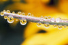 Yellow Flowers Reflected In Dew Drops PosterPrint - Item # VARDPI1788320
