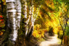 Birch Trees And Path PosterPrint - Item # VARDPI1829977