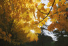 Fall Leaves PosterPrint - Item # VARDPI1860943