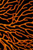 Bright Orange Coral PosterPrint - Item # VARDPI1850962