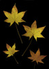 Autumn Leaves PosterPrint - Item # VARDPI1829435