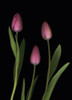 Pink Tulips PosterPrint