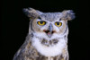 Great Horned Owl (Bubo Virginianus) Portrait B1660 PosterPrint - Item # VARDPI1998889