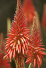 Close-Up Of Aloe Plant PosterPrint - Item # VARDPI1991255