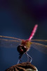 Close Up Of A Dragonfly PosterPrint - Item # VARDPI1829645