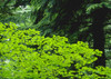 Umbrella Of Trees In Forest PosterPrint