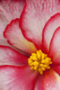 Macro View Of A Variegated Begonia Flower PosterPrint - Item # VARDPI2093648