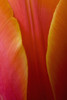 Extreme Close-Up Of Colorful Tulip Petals PosterPrint - Item # VARDPI1941754