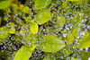 Closeup Of Morning Dew On Leaves PosterPrint