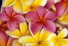 Close-Up Of Yellow And Pink Plumeria Flowers C1662 PosterPrint - Item # VARDPI1999809