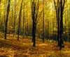 Forest In Autumn With Trees PosterPrint - Item # VARDPI1803933