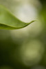 Close-Up Of White Lilac Leaf PosterPrint - Item # VARDPI2059614