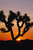 Silhouette Of Joshua Tree At Sunset PosterPrint - Item # VARDPI1891731