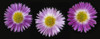 http://c328301.r1.cf1.rackcdn.com/DPI2025448LARGE.jpg