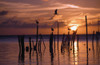 Silhouette Of Seagulls On Posts In Sea At Sunset PosterPrint - Item # VARDPI1878394