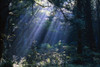 Sun Beams Through Fog And Forest Trees PosterPrint - Item # VARDPI1783763