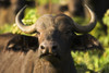 African Buffalo (Syncerus Caffer) PosterPrint - Item # VARDPI1828874