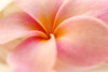 Close-Up Detail Of Pink And Orange Plumeria (Frangipani) Flower PosterPrint - Item # VARDPI1996310
