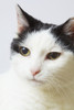 Domestic shorthaired cat PosterPrint