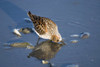 Western Sandpiper Feeding Hartney Bay Cordova Alaska Southcentral Summer PosterPrint - Item # VARDPI2095307